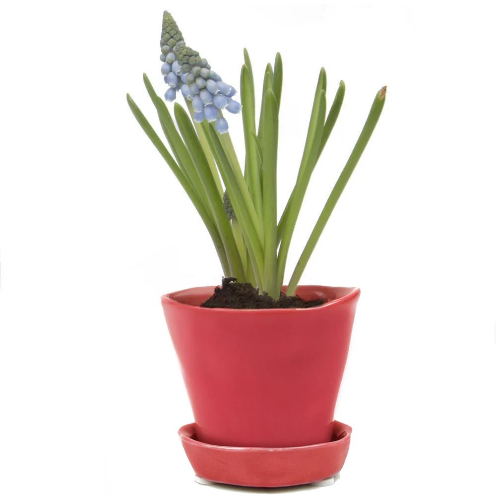 Tiny Tika Pot - Image 4