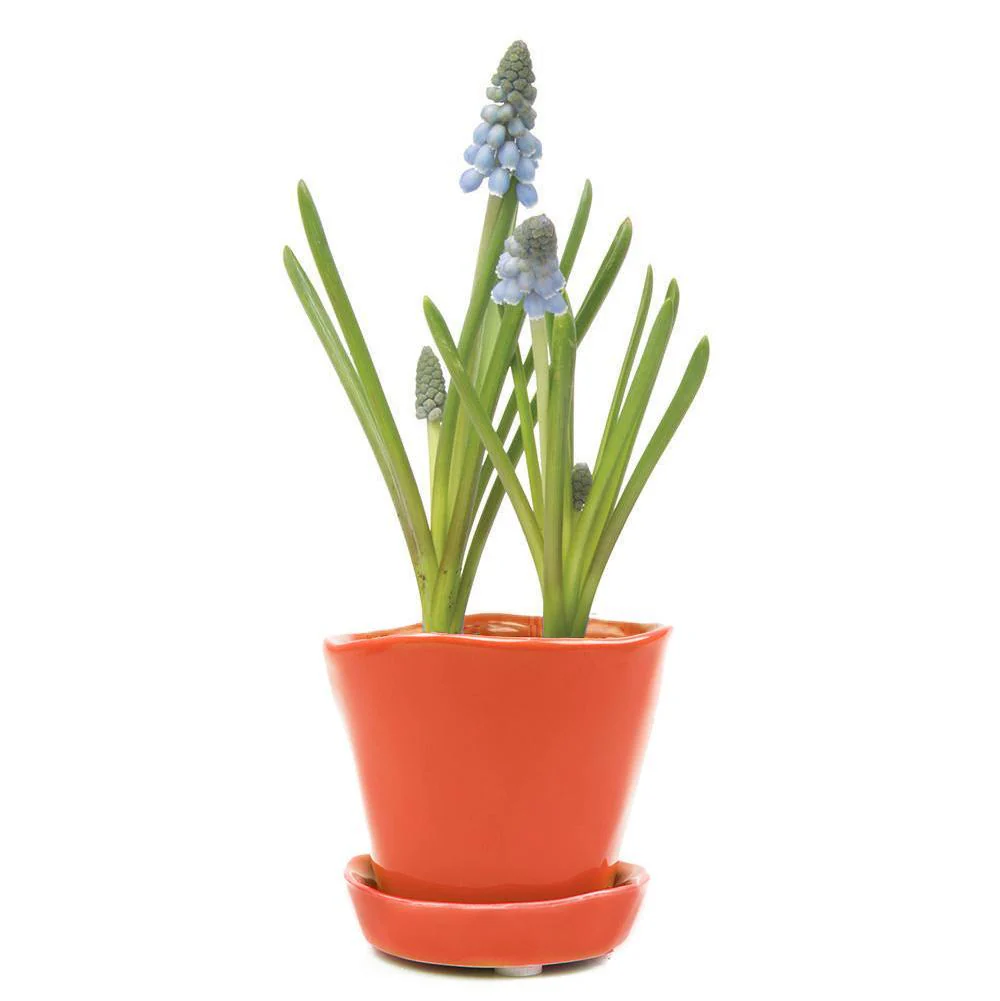 Tiny Tika Pot - Image 5