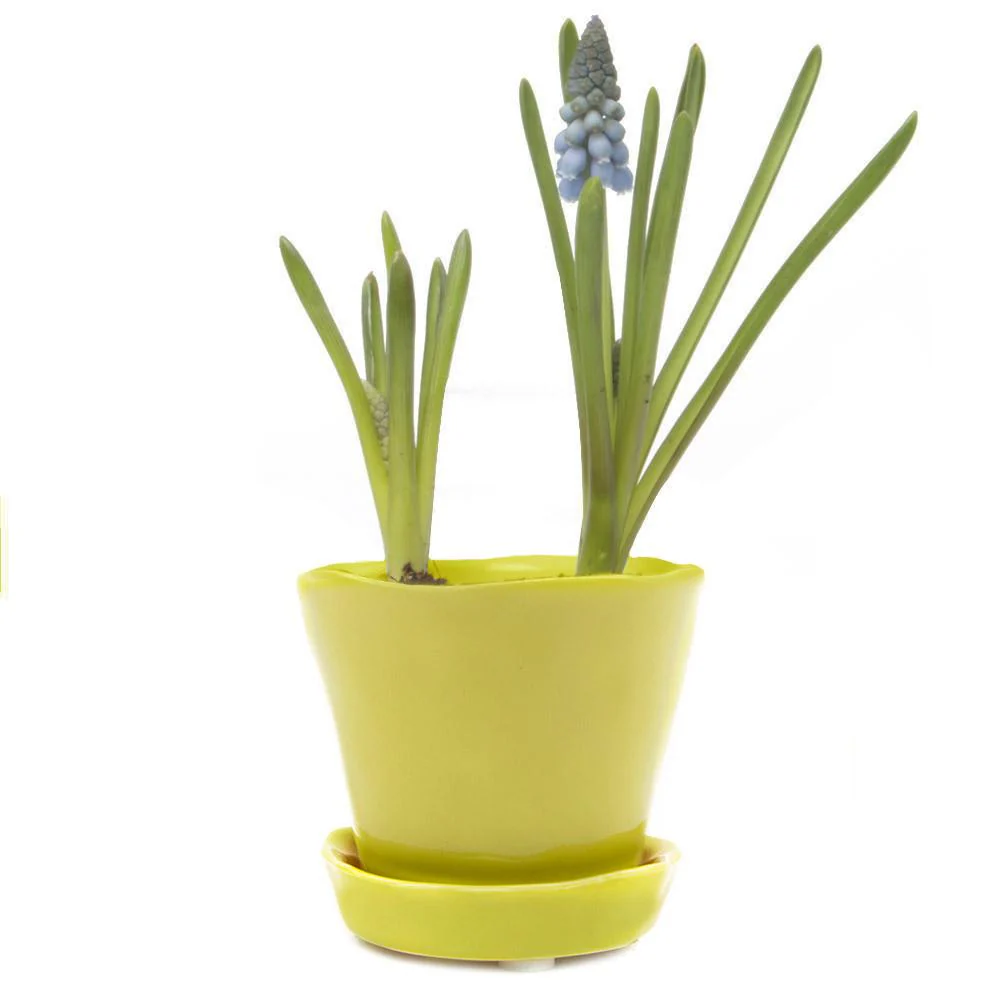 Tiny Tika Pot - Image 8